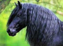 Un cheval noir