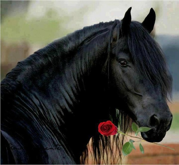 Cheval Noir avec une Rose