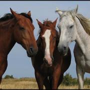 Des Chevaux