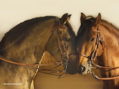 Deux chevaux amoureux
