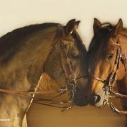 Deux chevaux amoureux