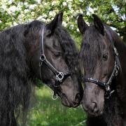Des Chevaux Noirs amoureux