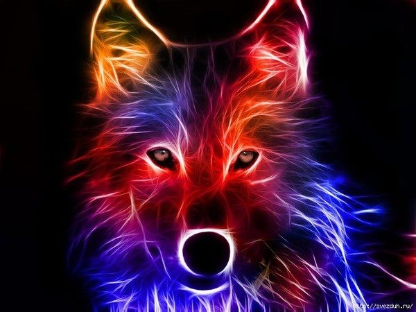 Loup en couleurs