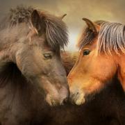 Des Chevaux amoureux