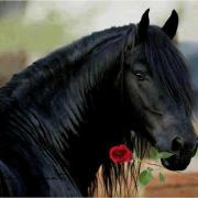 Cheval Noir avec une Rose.