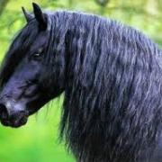 Un cheval noir