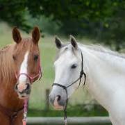 Chevaux Brun et Blanc