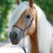 Un cheval