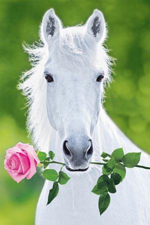Cheval Blanc avec une Rose
